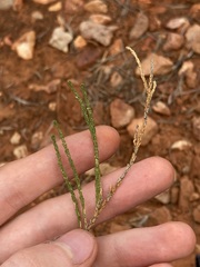 Eremophila homoplastica