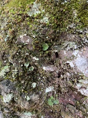 Peltigeraceae