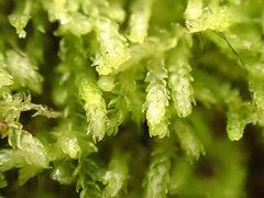 Lepidoziaceae