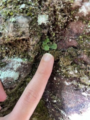 Peltigeraceae