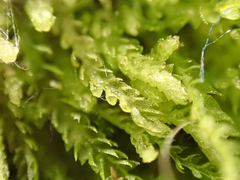 Lepidoziaceae