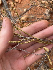Eremophila homoplastica