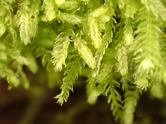Lepidoziaceae