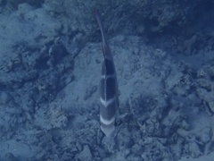 Monotaxis grandoculis