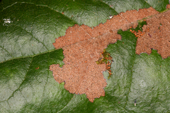 Cameraria gaultheriella