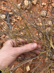 Eremophila homoplastica