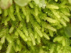 Lepidoziaceae