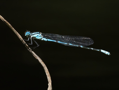 Caliagrion billinghursti