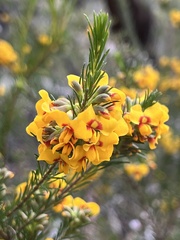 Dillwynia floribunda