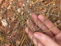 Eremophila homoplastica