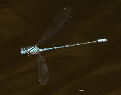 Caliagrion billinghursti