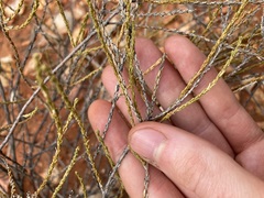 Eremophila homoplastica
