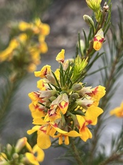 Dillwynia floribunda