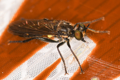 Eudioctria