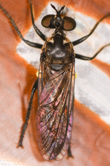 Eudioctria