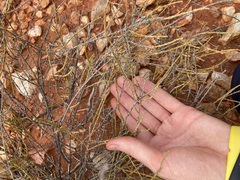Eremophila homoplastica