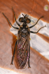 Eudioctria