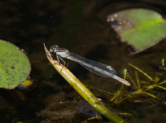 Ischnura heterosticta