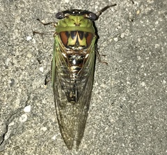 Megatibicen pronotalis