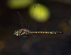 Hemicordulia australiae