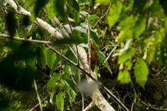 Chrysophlegma miniaceum