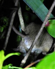 Rattus rattus