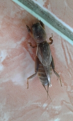 Gryllotalpidae