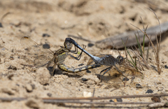 Orthetrum caledonicum