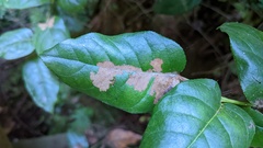 Cameraria gaultheriella