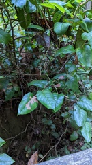 Cameraria gaultheriella