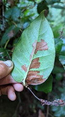 Cameraria gaultheriella