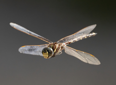 Adversaeschna brevistyla