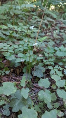 Vancouveria hexandra