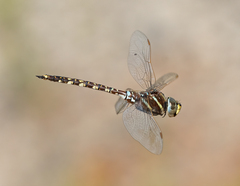 Adversaeschna brevistyla