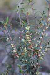 Melichrus urceolatus