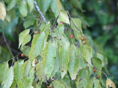 Celtis laevigata
