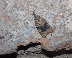 Platynota flavedana