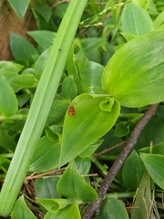 Lemodes coccinea