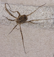 Odiellus spinosus