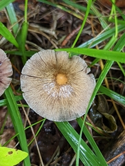 Psathyrella prona