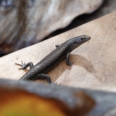 Lampropholis