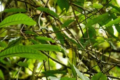 Aethopyga temminckii