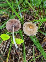Psathyrella prona