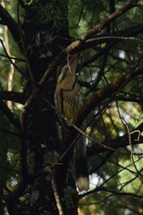 Acanthagenys rufogularis