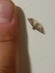 Alucita montana