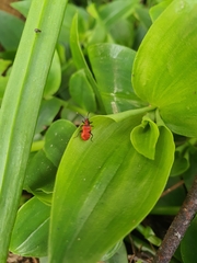 Lemodes coccinea