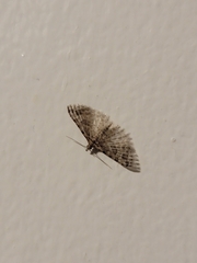 Alucita montana