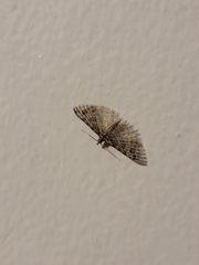 Alucita montana