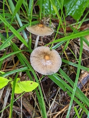 Psathyrella prona