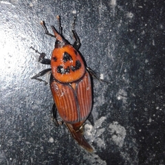 Rhynchophorus ferrugineus